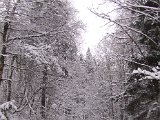 107 colori nel bosco innevato.JPG